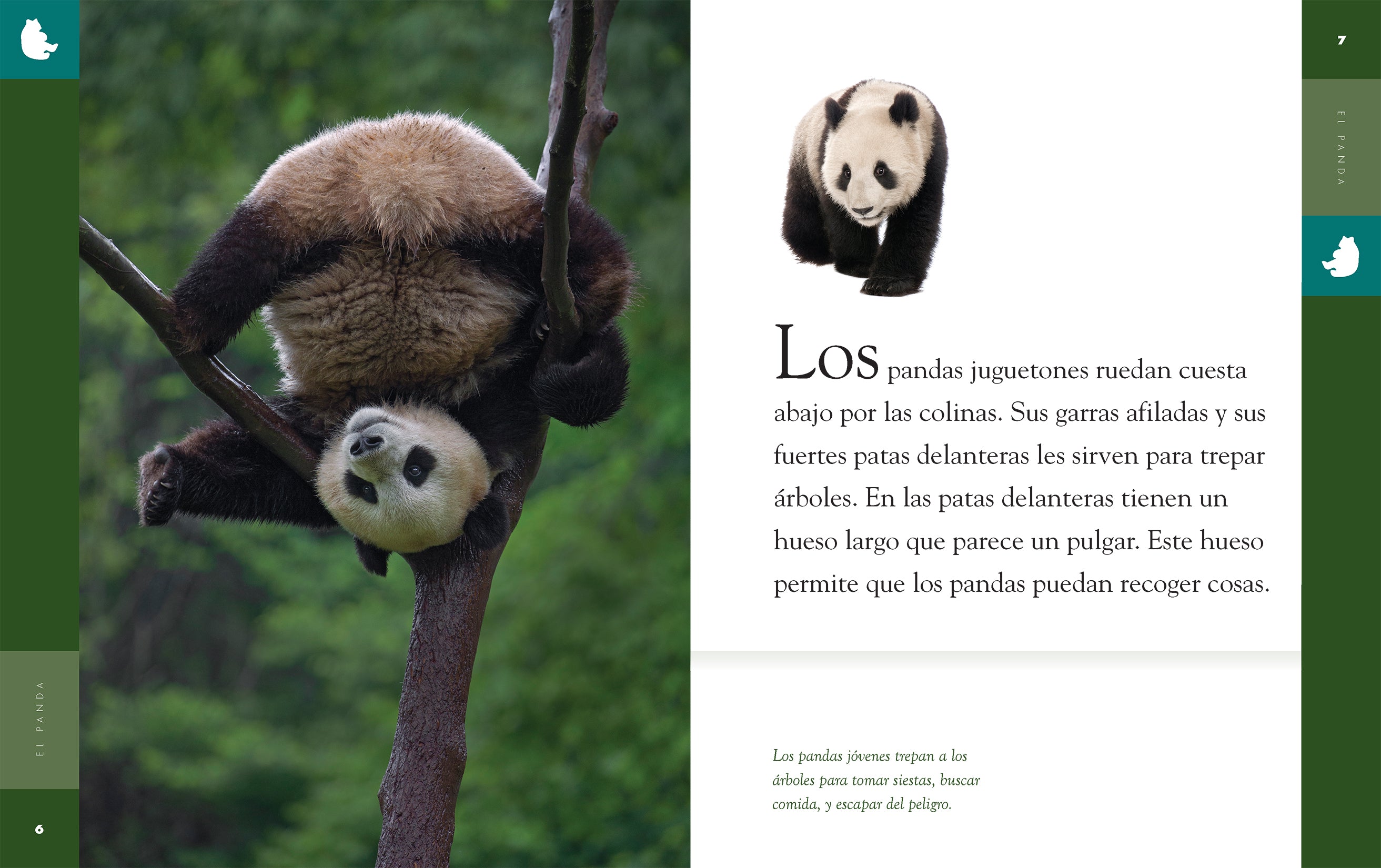 El Panda 9781640264717 - Bilingual Children's Book for Early Learning & Reading - Perfect for Bedtime Stories & Classroom Activities