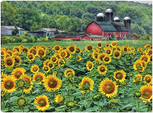 Sunflower Farm