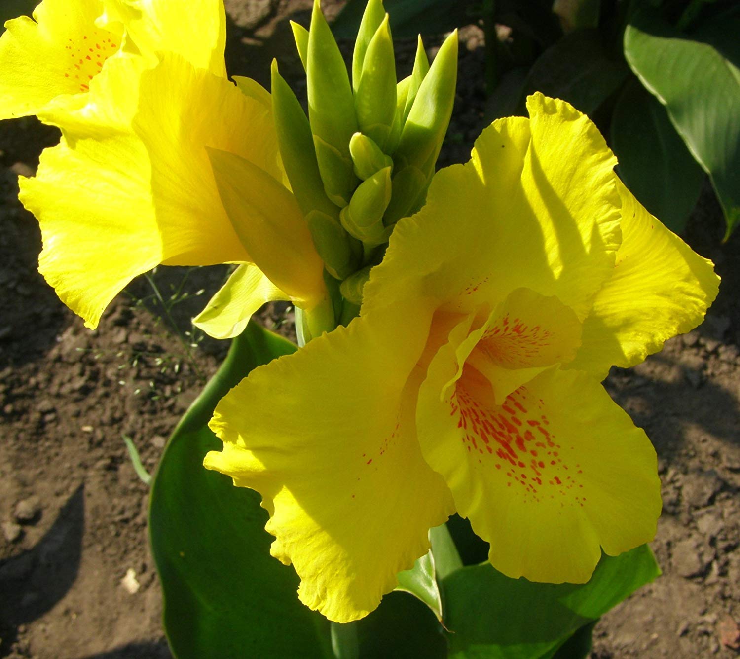 Premium Canna Richard Wallace Rhizomes (Pack of 2, 2-3 Eyes) - Tropical Garden Plants for Beds, Containers & Water Features | Perfect for Borders, Foundations & Mixed Landscapes