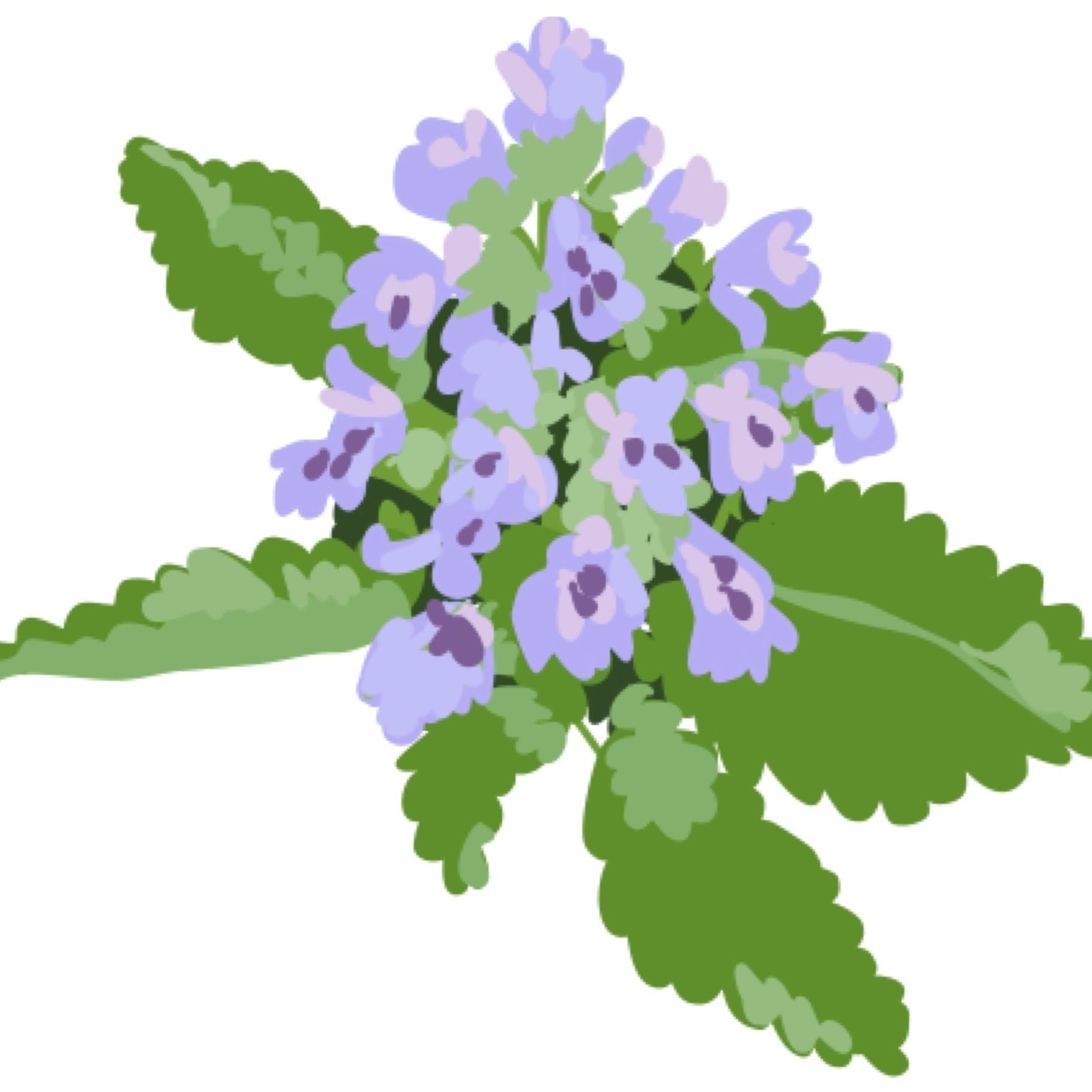 Organic Phacelia Tanacetifolia Seeds - 1/2 oz | Lacy Phacelia, Blue Tansy Wildflower Seeds for Pollinator Gardens, Cover Crops & Bee Forage | Attracts Bees & Beneficial Insects