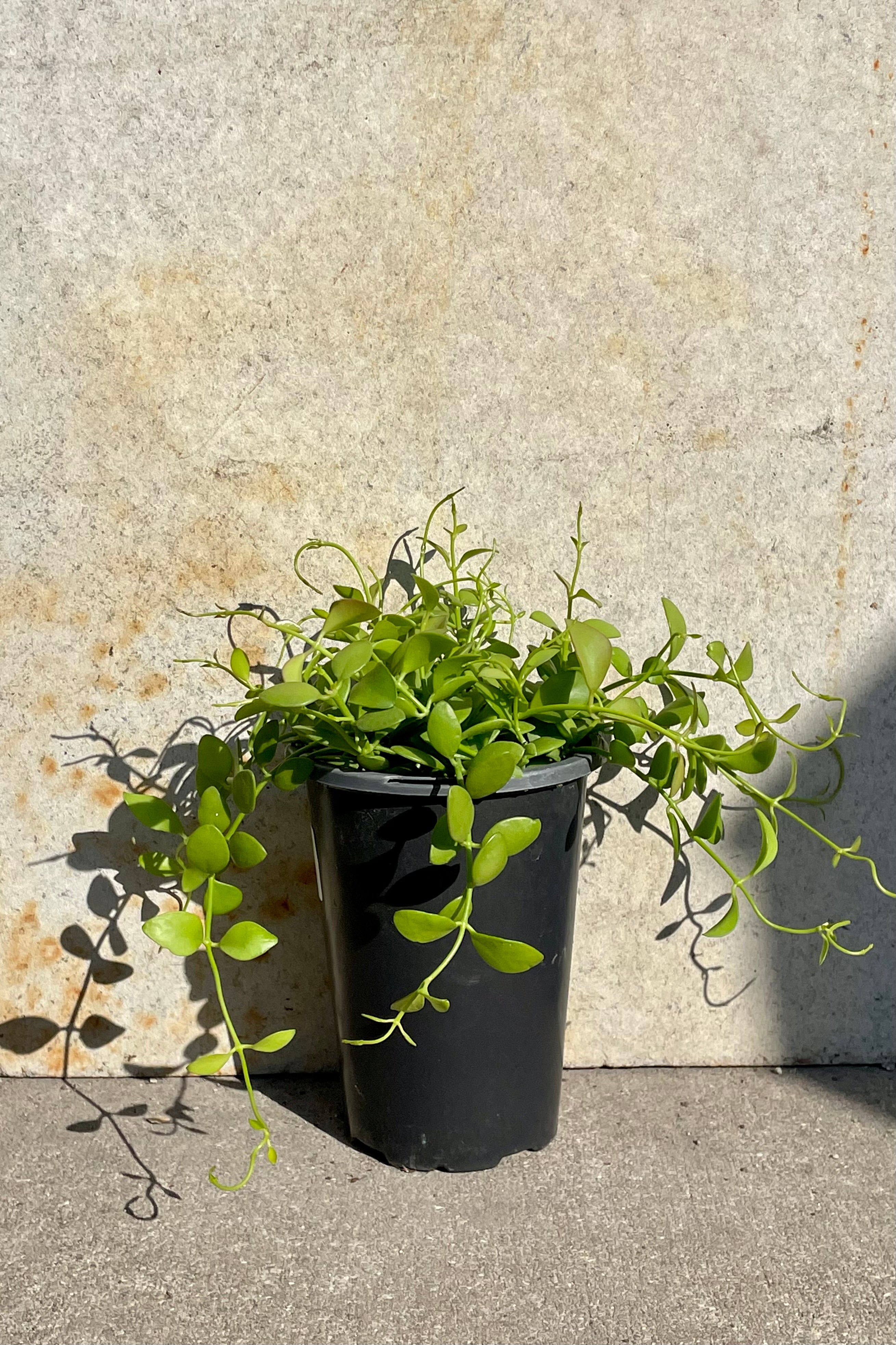 Dischidia 'Cascade' 4 Inch Hanging Succulent Plant - Easy Care Indoor Houseplant for Home Decor, Office, and Gift Giving