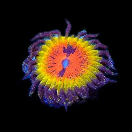Premium Zoanthids Coral for Saltwater Aquariums - Vibrant Bow Tie Blasters for Reef Tanks - Perfect for Coral Frags & Marine Tank Decor
