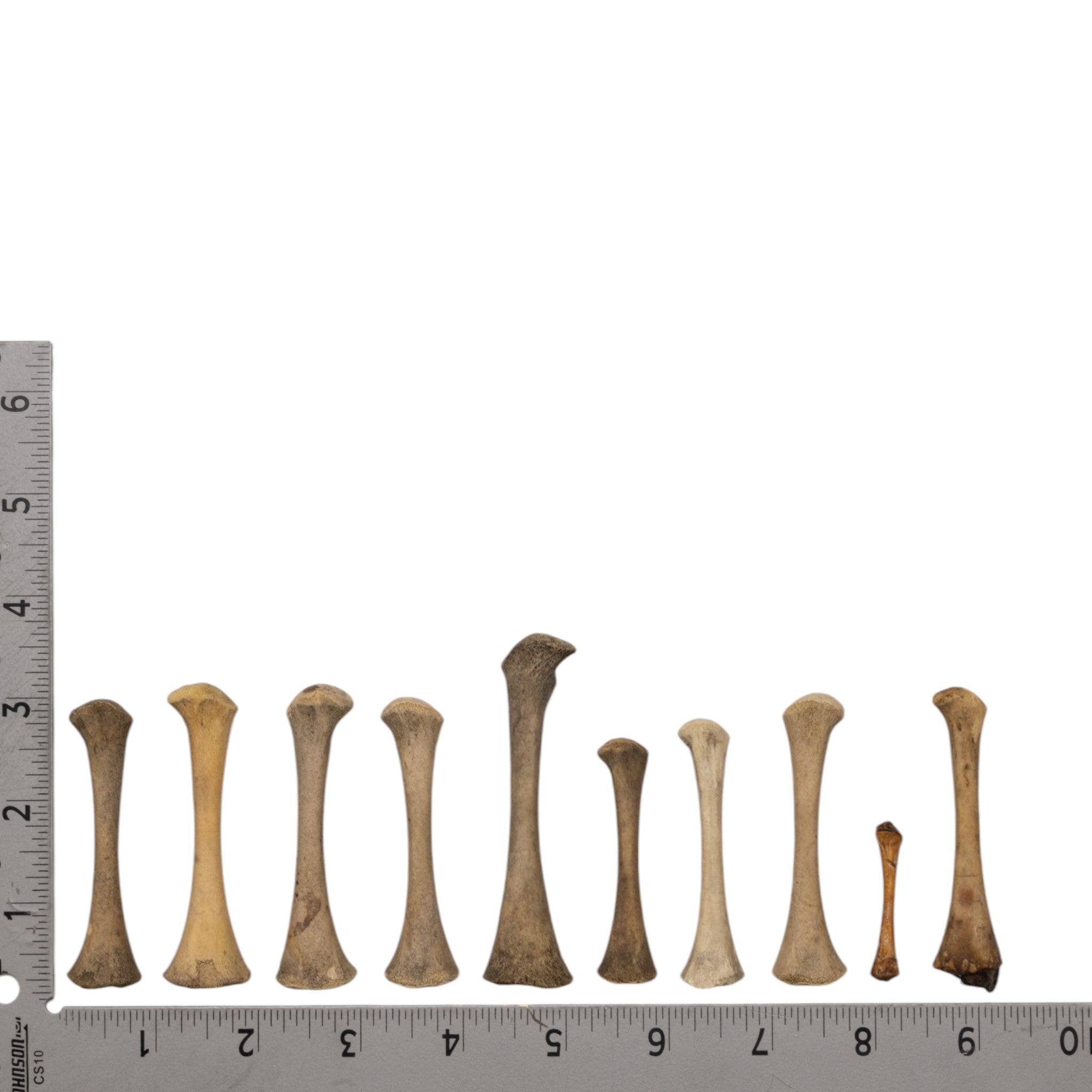 High-Quality Human Fetal Femur Bone Specimen for Medical Research & Education - Ideal for Anatomy Studies, Pathology Labs, and Forensic Science Applications