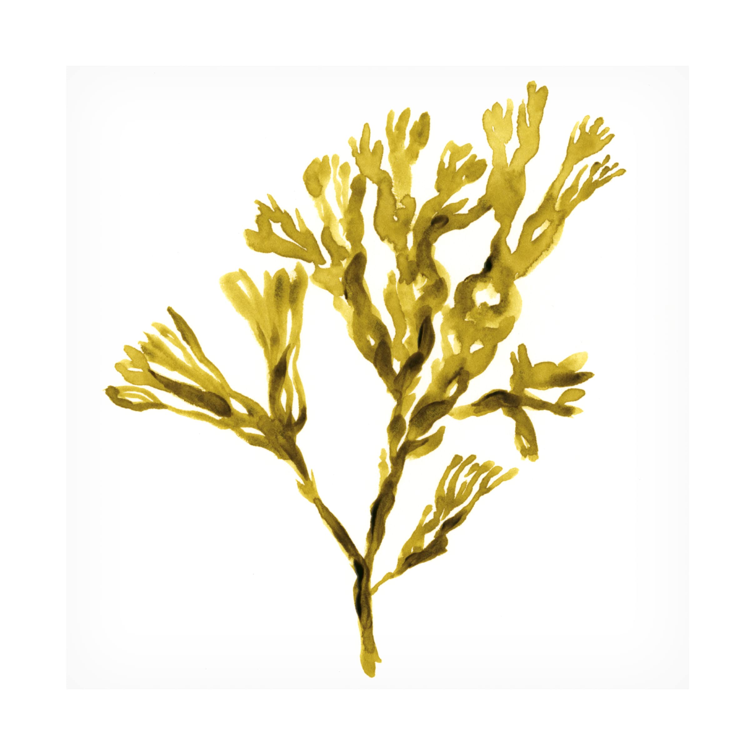 Jacob Green 'Suspended Seaweed II' Canvas Wall Art Print - Modern Coastal Decor for Living Room, Bedroom & Office | Trademark Fine Art Collection