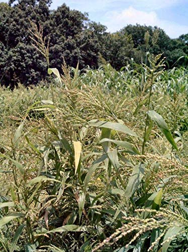 Organic Brown Top Millet Seeds - 100 Count Non-GMO Bird Food for Wild Birds & Poultry - Perfect for Backyard Feeding & Wildlife Gardens