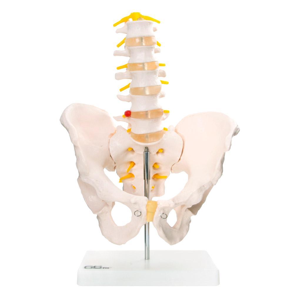 66Fit Anatomical Pelvis Model with 5-Piece Lumbar Vertebrae - Medical Education, Chiropractic Training & Physical Therapy Demonstration Tool