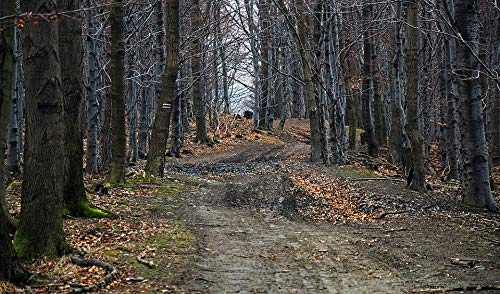 20x30 Inch Laminated Spring Forest Poster - Vibrant Magura Wilkowicka Beskids Landscape Wall Art for Home & Office Decor - Perfect for Living Room, Bedroom or Gift