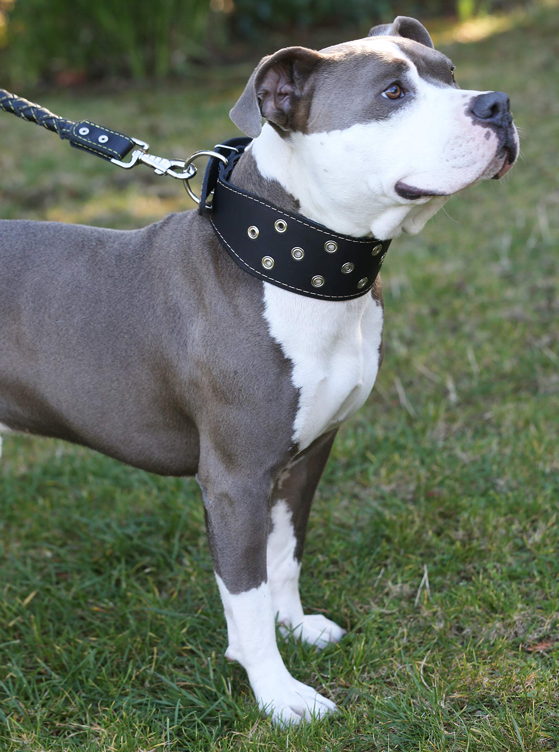Extra Wide Heavy Duty Genuine Leather Studded Dog Collar for Large Breeds (23.5