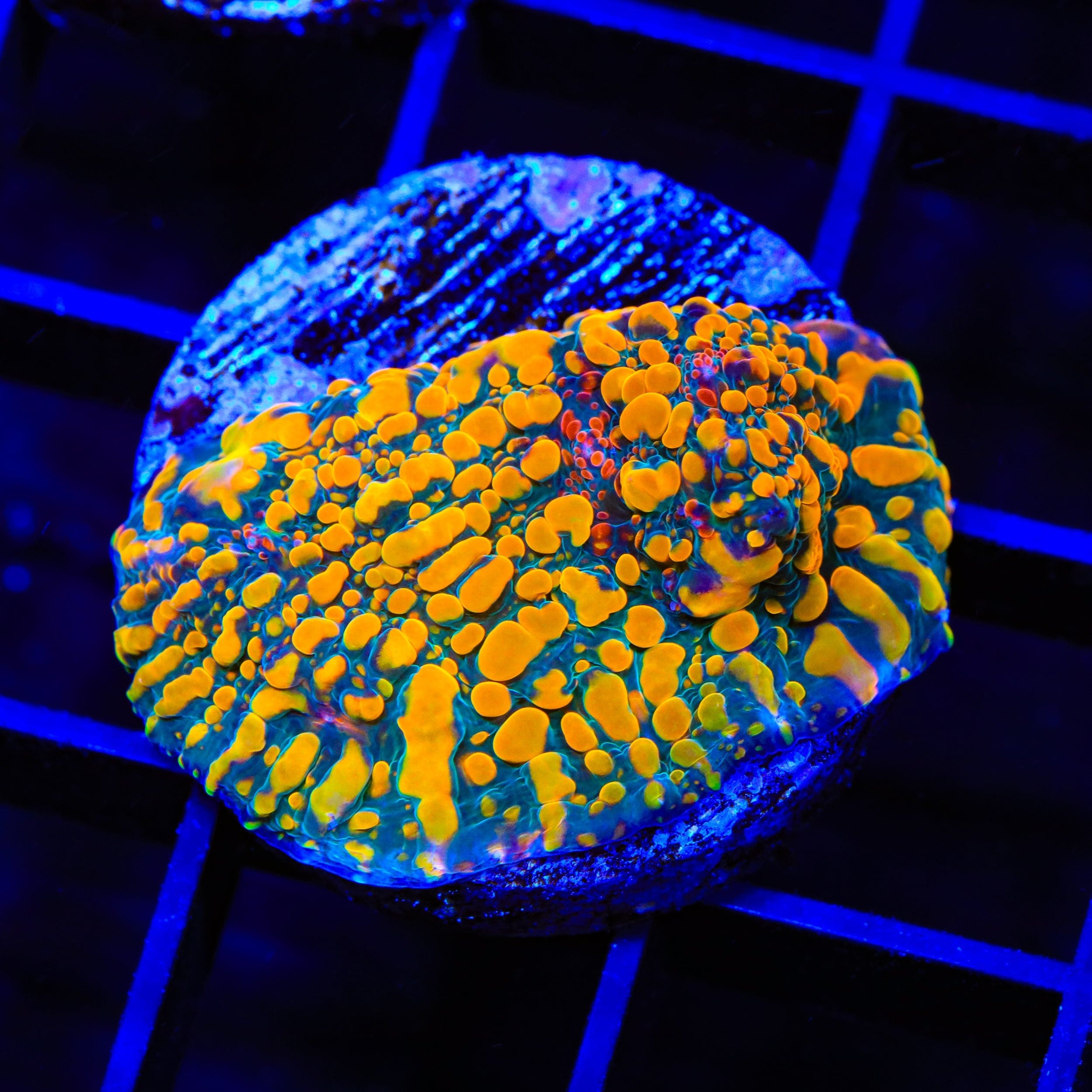 CC Cloudberry Chalice Coral - Premium Saltwater Aquarium Coral for Reef Tanks | Perfect for Marine Fish Tanks, Coral Propagation & Aquascaping