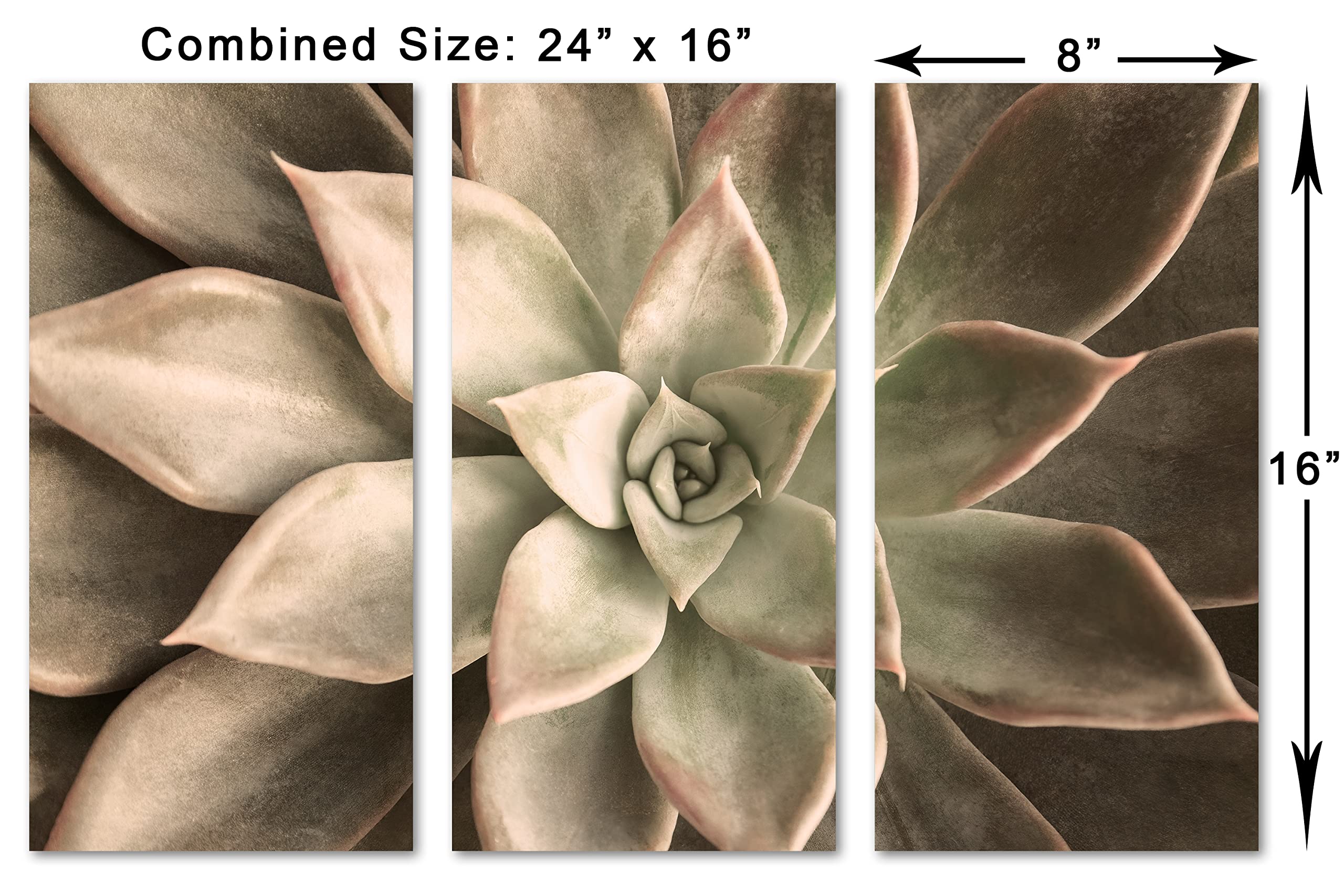 24x16 Inch Echeveria Succulent Canvas Print - 3 Panel Split Botanical Wall Art in Beige | Perfect for Living Room, Bedroom & Office Decor