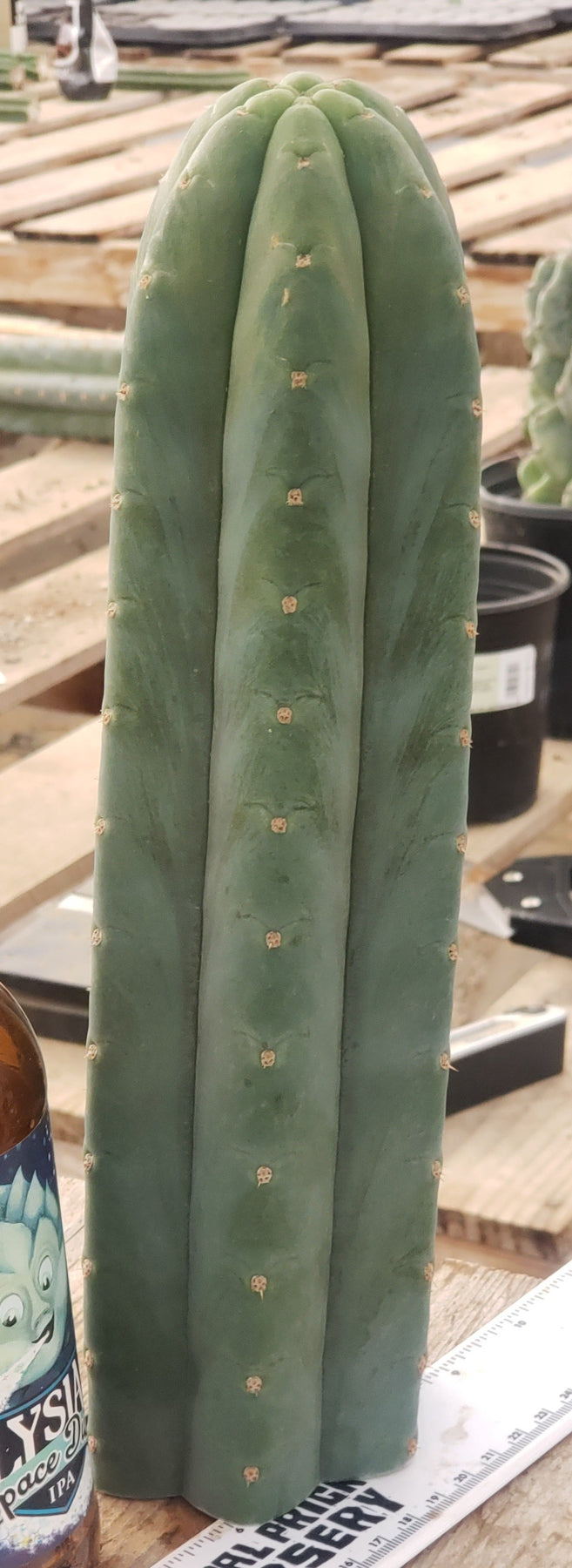 EC200 EXACT Trichocereus Pachanoi BGH Cactus Cutting - Premium Live Plant for Home Garden, Landscaping & Spiritual Ceremonies