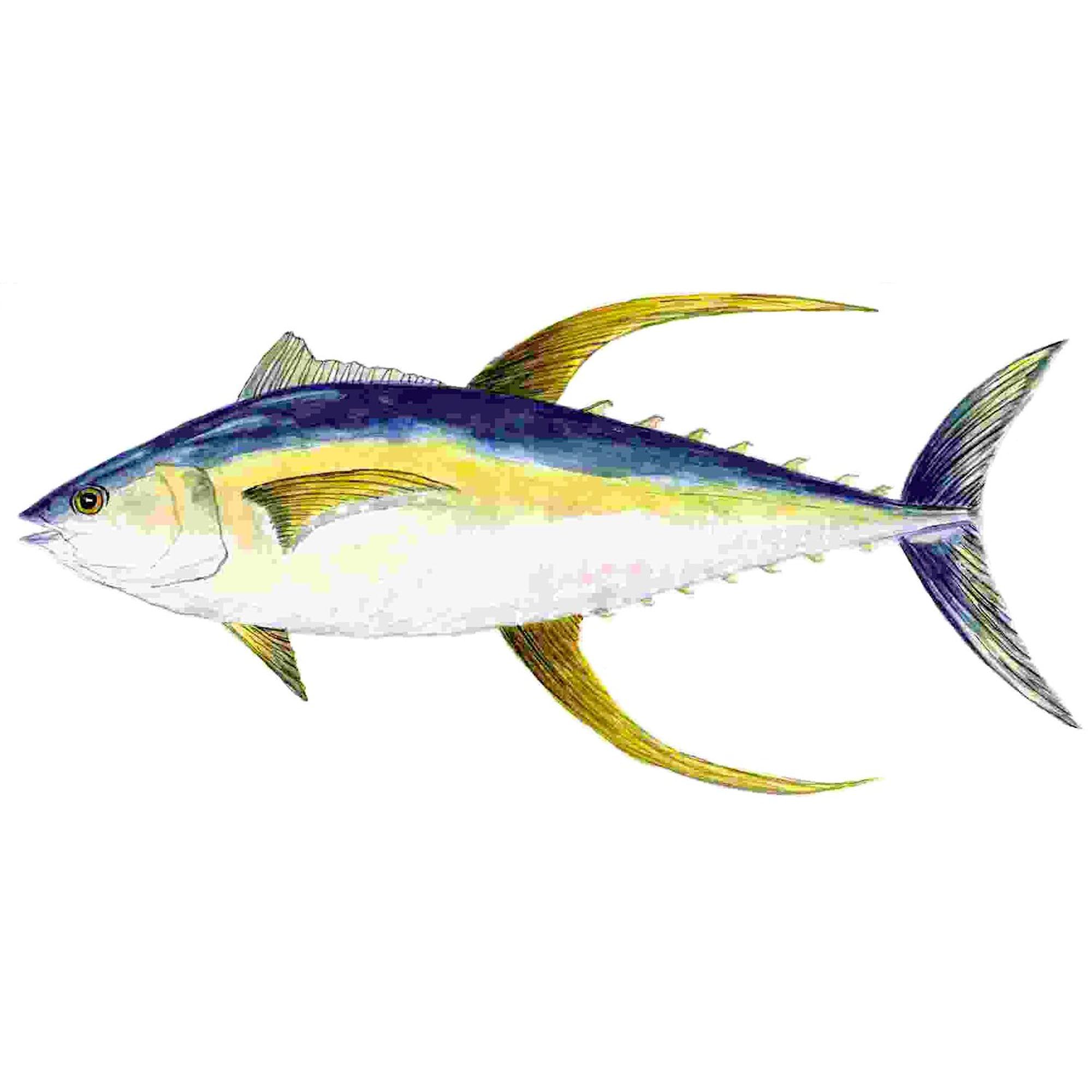 Premium Yellowfin Tuna Oval Car Bumper Sticker - Waterproof Vinyl Decal for Cars, Trucks, Laptops - Perfect for Fishing Enthusiasts & Marine Life Lovers