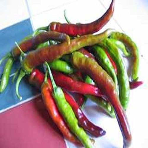 Fushimi Sweet Japanese Pepper Seeds - Rare Heirloom Variety - Easy to Grow - 10 Pack - Perfect for Home Gardens & Asian Cuisine