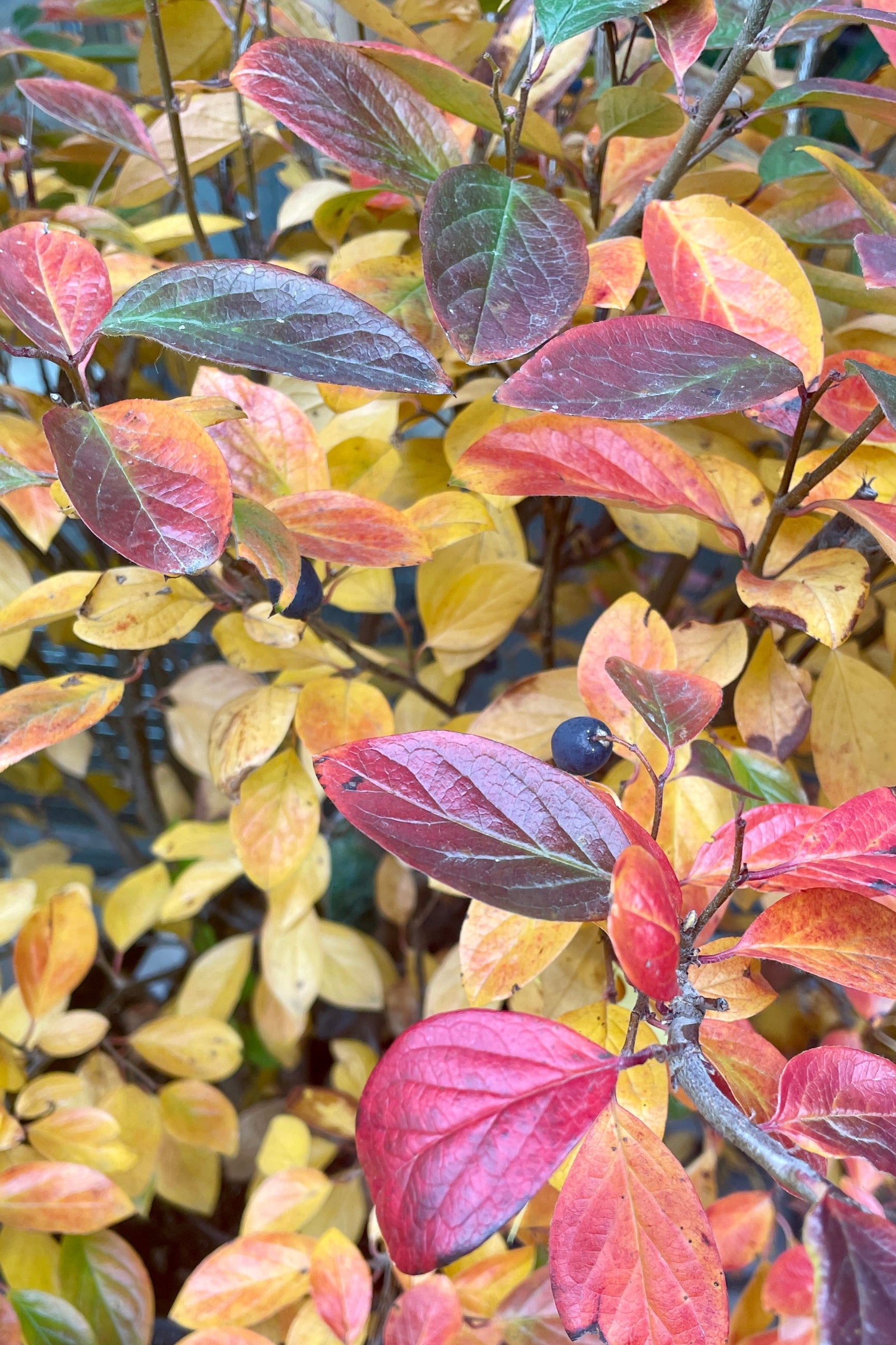 Premium Cotoneaster Hedge Plants #5 - Fast-Growing Evergreen Shrubs for Landscaping, Privacy Screens & Garden Borders