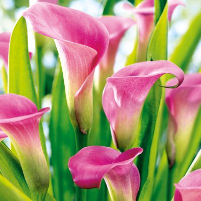 20 Pack Pink Calla Lily Floral Lunch Napkins - Elegant Disposable Napkins for Weddings, Parties, and Special Occasions