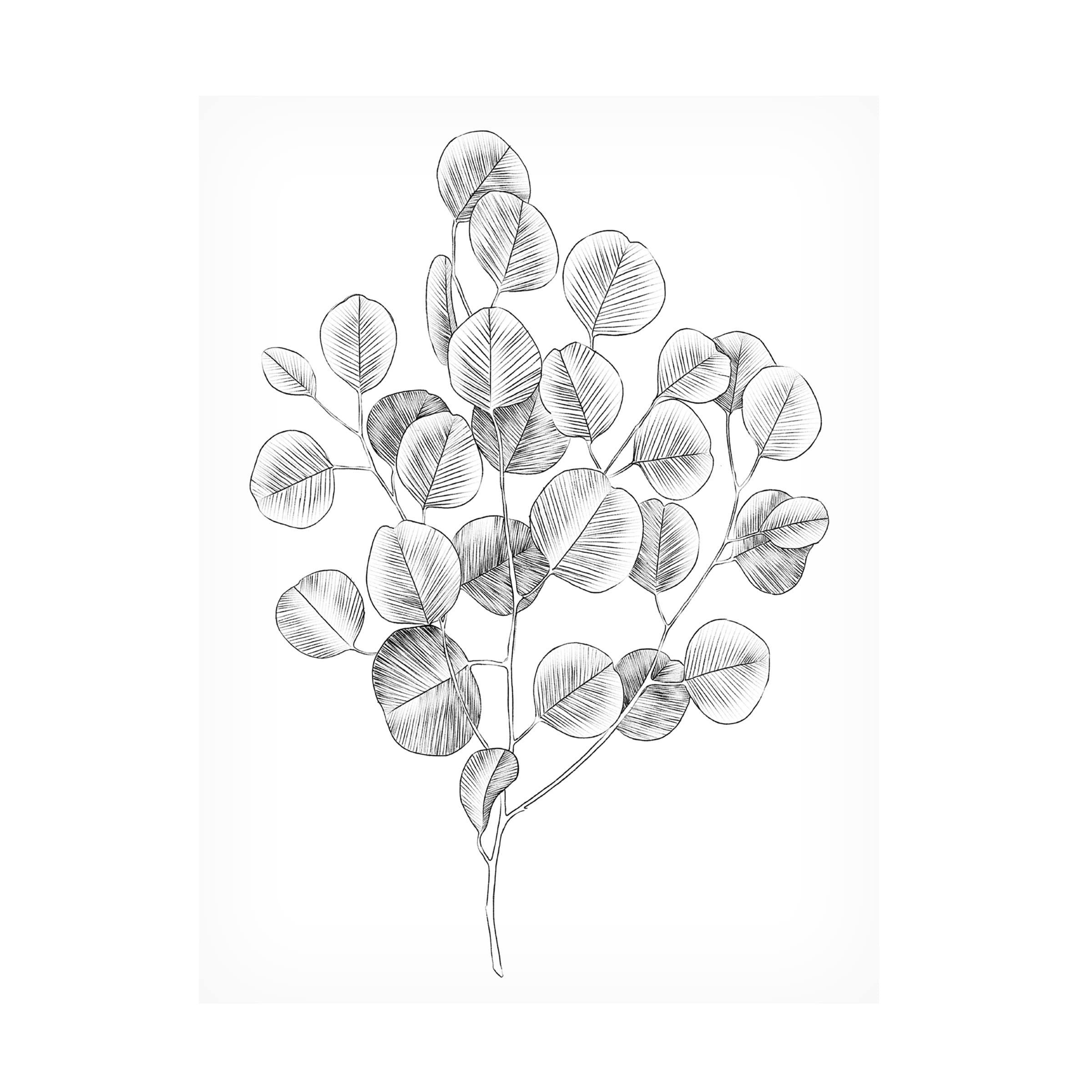 Emma Scarvey 'Eucalyptus Sketch II' Canvas Wall Art Print - Modern Botanical Home Decor for Living Room, Bedroom & Office