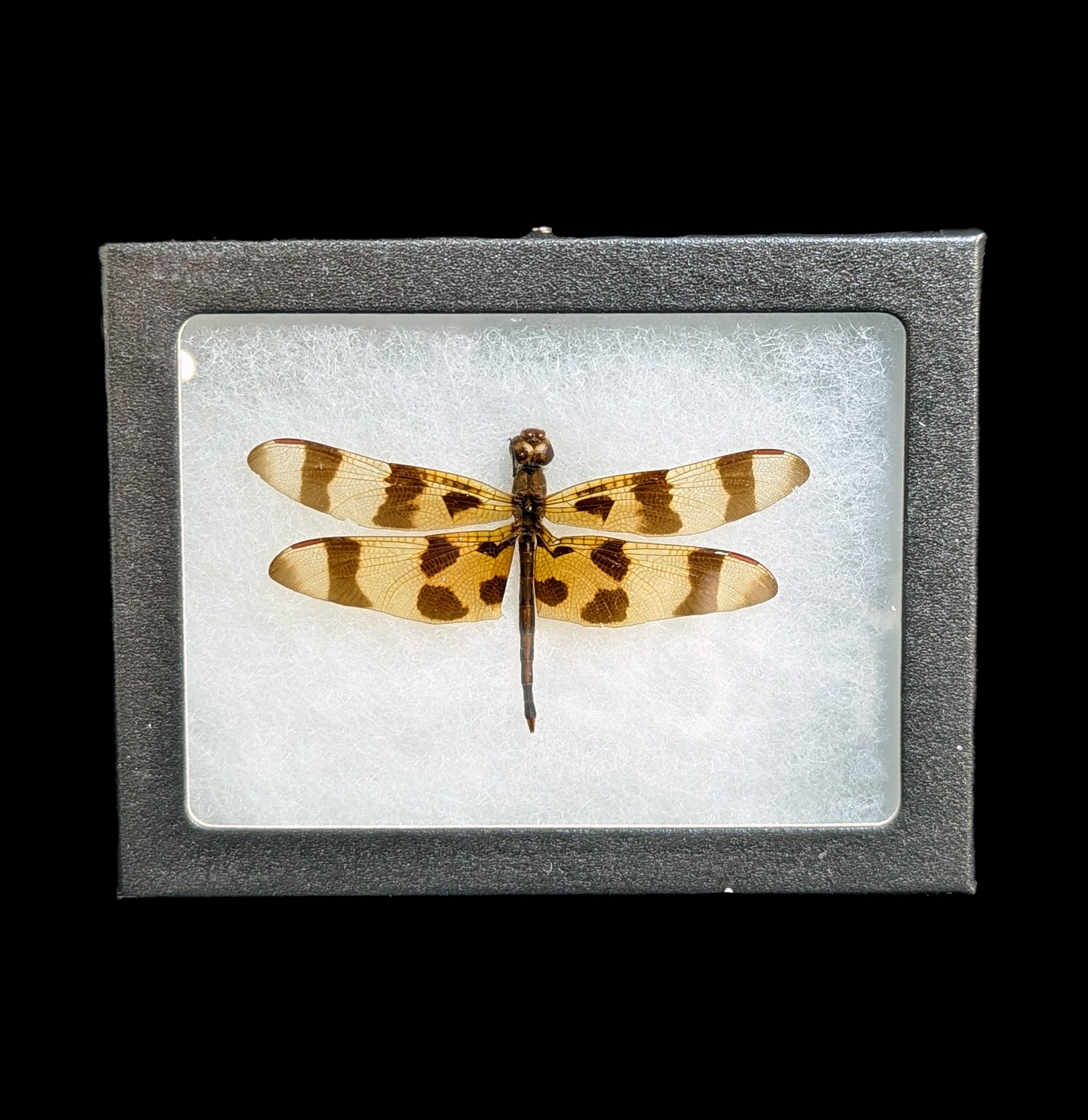 Riker Mounted Celithemis Eponina Dragonfly Specimen - Perfect for Home Decor, Nature Enthusiasts & Science Classrooms