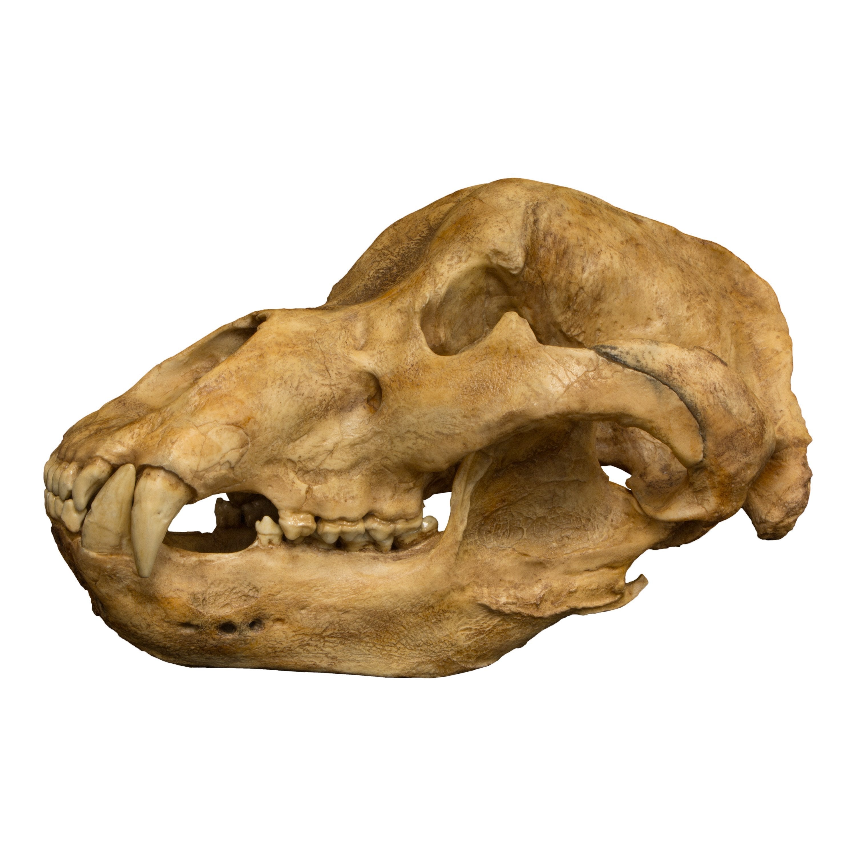 Authentic Replica Cave Bear Skull - Premium Resin Fossil Reproduction for Home Decor, Museum Display & Paleontology Education