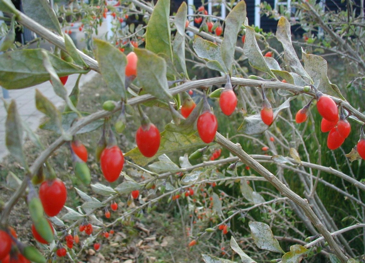 Organic Goji Berry Starter Plants (10 Pack) - Non-GMO Lycium Barbarum for Home Garden, Healthy Superfood - Perfect for Smoothies, Teas & Healthy Snacks