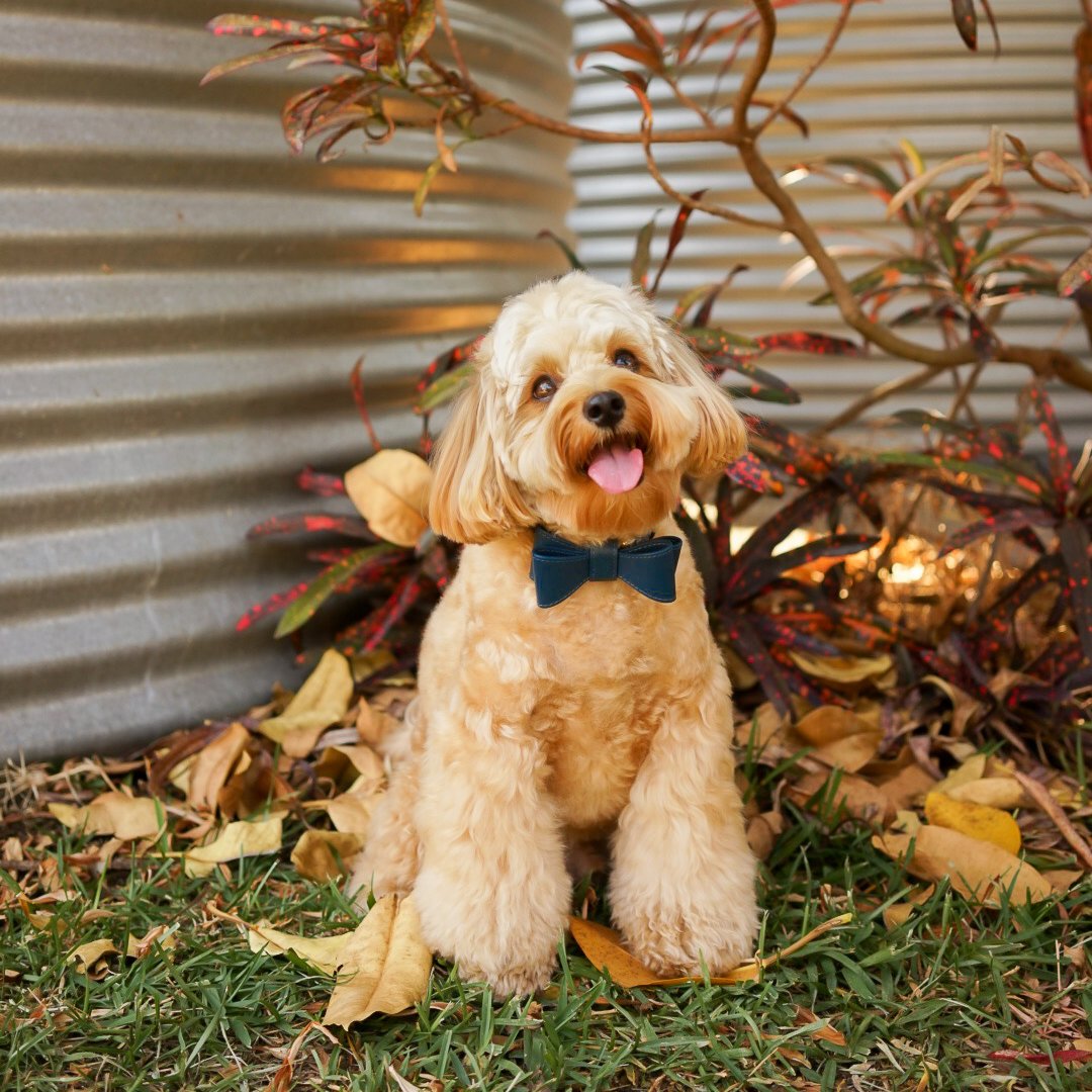 Premium Navy Blue Leather Dog Bow Tie - Adjustable & Stylish Pet Accessory for Weddings, Parties & Photo Shoots