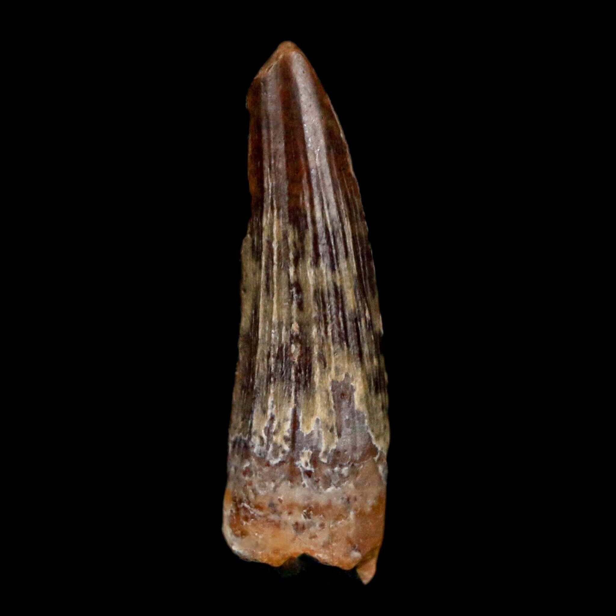 Authentic Suchomimus Dinosaur Fossil Tooth - Cretaceous Spinosaurid from Niger with COA | Perfect for Paleontology Collectors & Dinosaur Enthusiasts