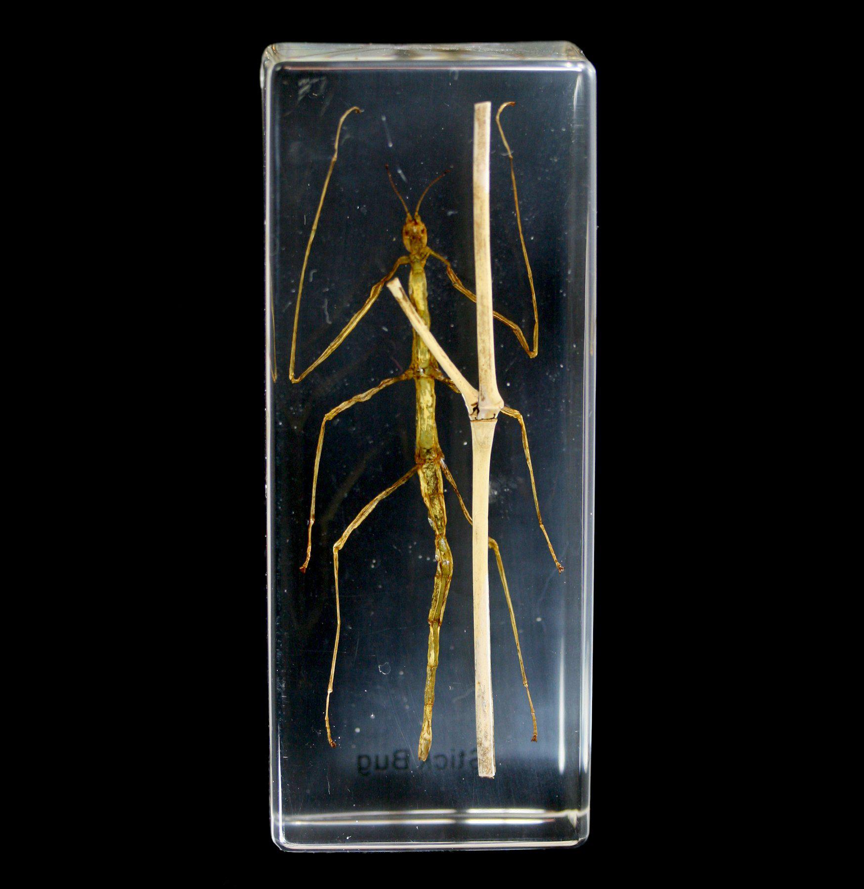 Realistic Stick Bug Encased in Clear Acrylic Block - Unique Insect Specimen for Science Education, Home Decor & Nature Lovers