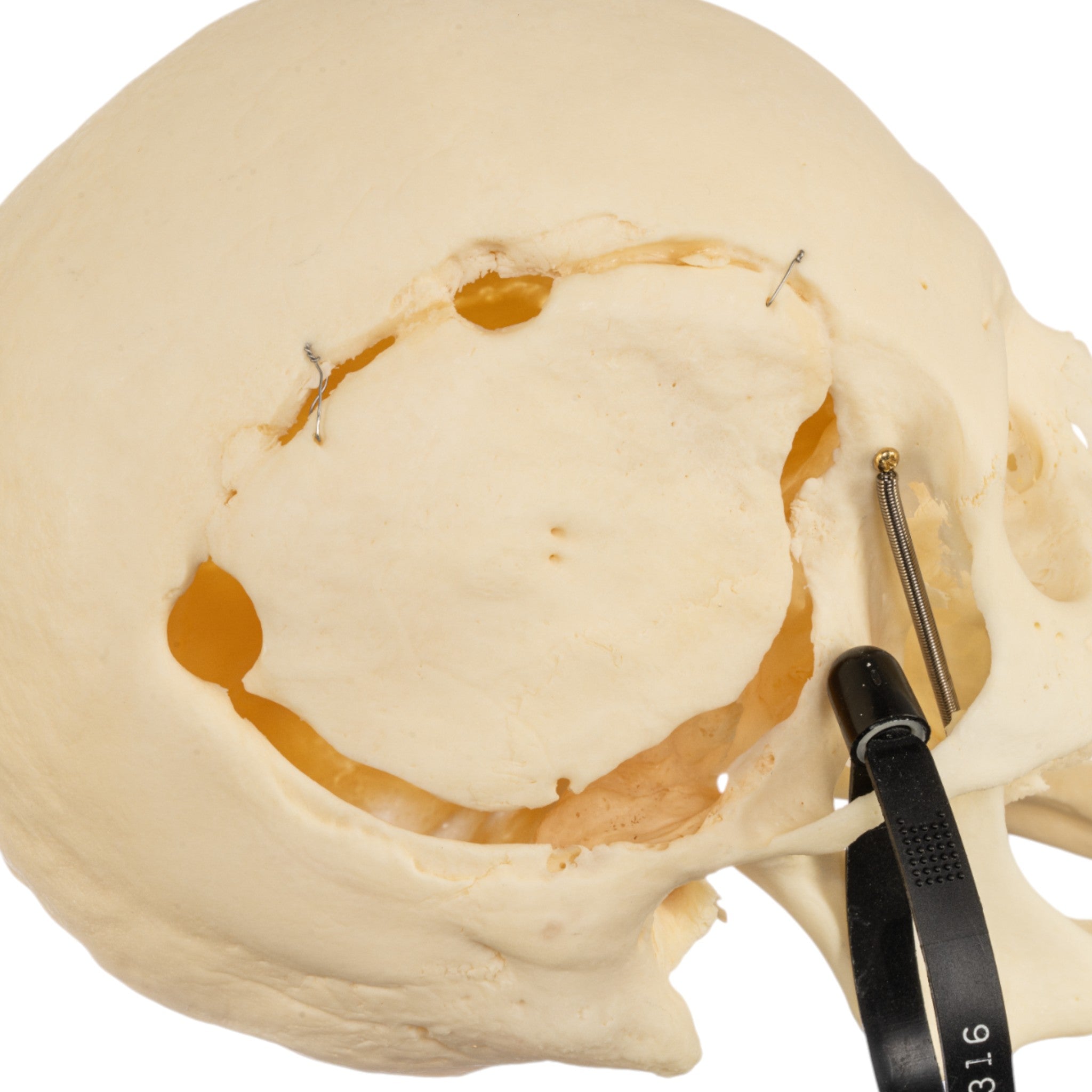 Premium Disarticulated Human Skeleton Model for Medical Study - Anatomical Pathology Teaching Aid for Students & Professionals - Perfect for Classroom, Lab & Medical Training