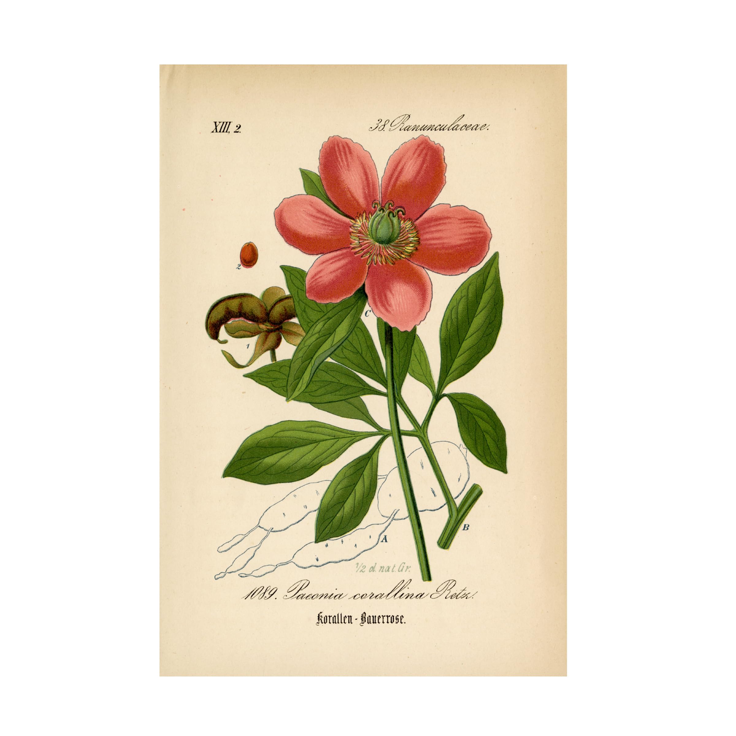Trademark Fine Art 'Paeonia Corallina' Floral Canvas Wall Art Print - Handmade Botanical Home Decor for Living Room, Bedroom & Office