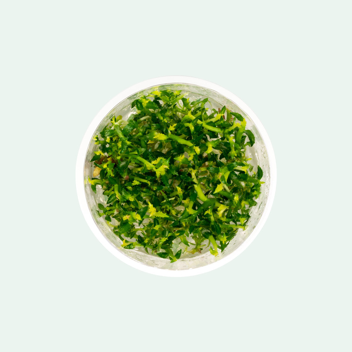 Ammania Towuti Tissue Culture Live Aquarium Plant for Freshwater Fish Tanks - Perfect for Aquascaping, Shrimp Tanks & Aquatic Plant Enthusiasts