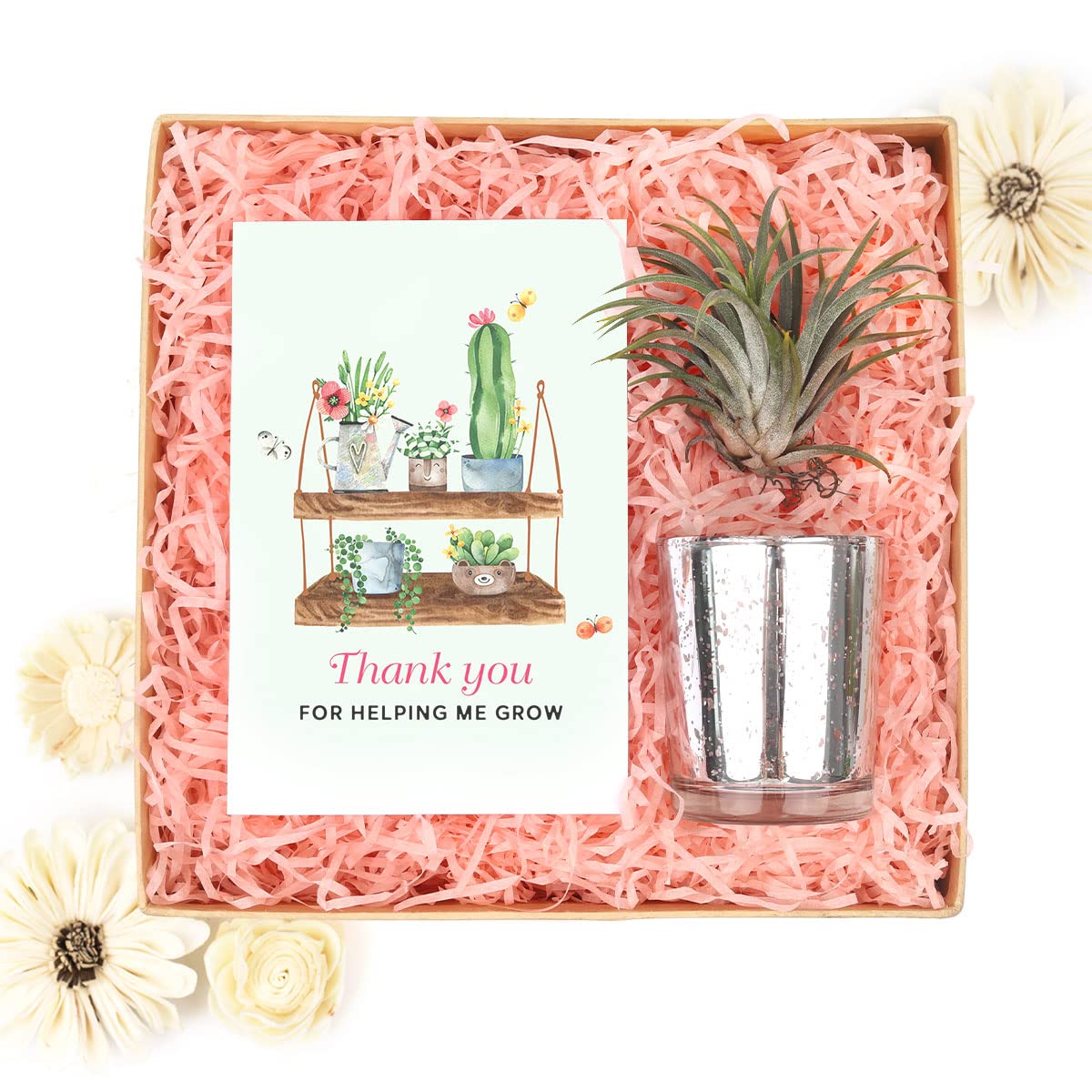 Air Plant Gift Box with Thank You Greeting Card - Unique Tillandsia Gift Set for Plant Lovers - Perfect Birthday, Anniversary & Housewarming Present for Him or Her - Ideal for Home Decor, Office Desk & Wedding Favors