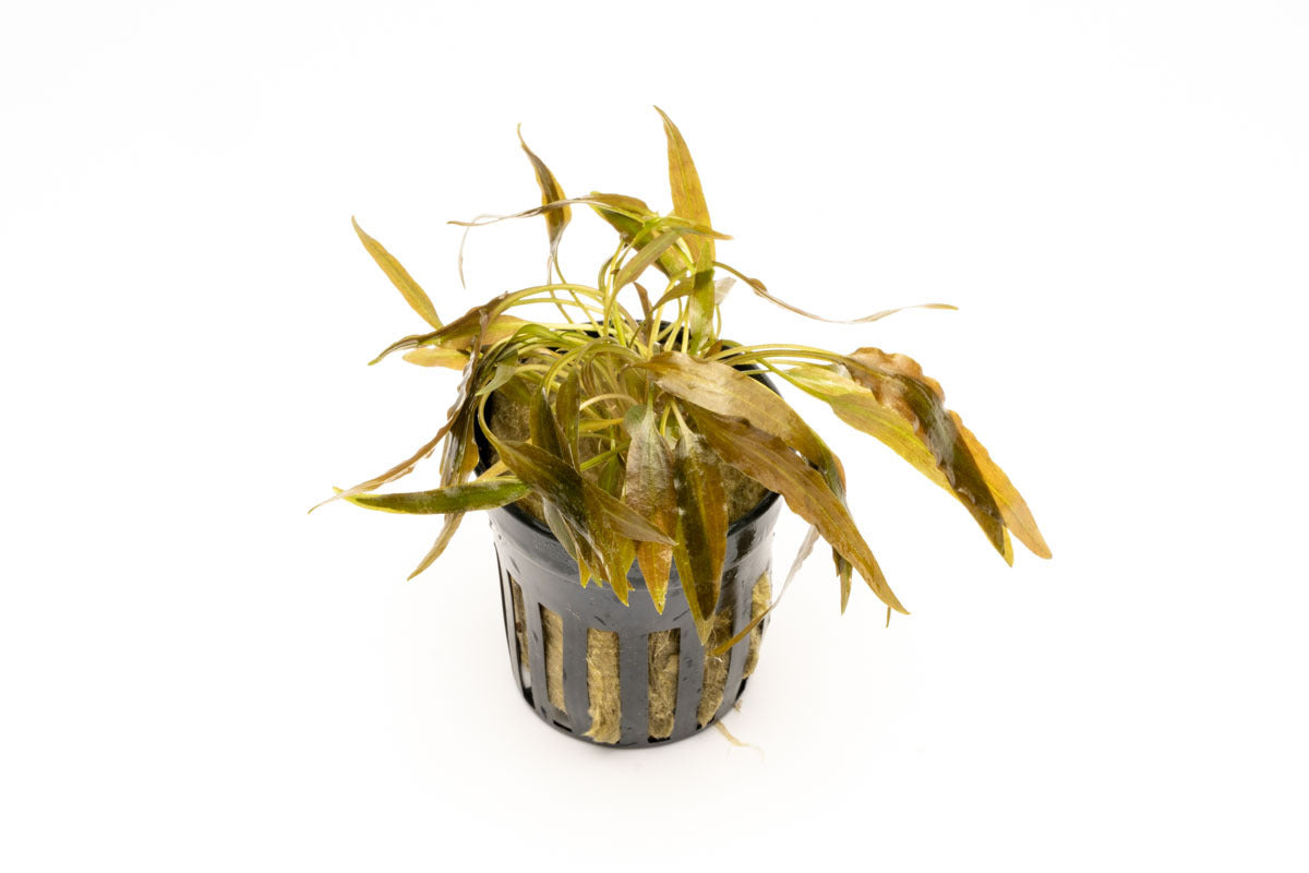 Cryptocoryne Axelrodi Live Aquarium Plant - Easy Care Freshwater Aquatic Plant for Fish Tanks, Aquascaping & Low-Tech Aquariums | Perfect for Beginners & Shrimp Tanks