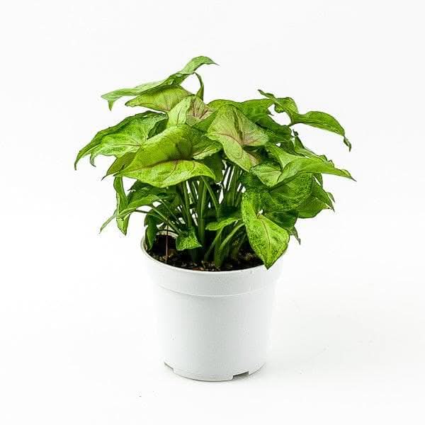 Berry Allusion Syngonium - Rare Pink Variegated Arrowhead Vine Plant for Home & Office Decor | Perfect for Indoor Gardens, Terrariums, and Gift Giving