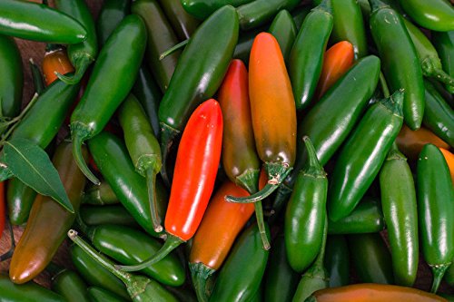 50 Organic Sriracha Pepper Seeds - Non-GMO Heirloom Chili Seeds with Free Sriracha Sauce Recipe - Perfect for Home Gardening, Hot Sauce Making & Spicy Cooking