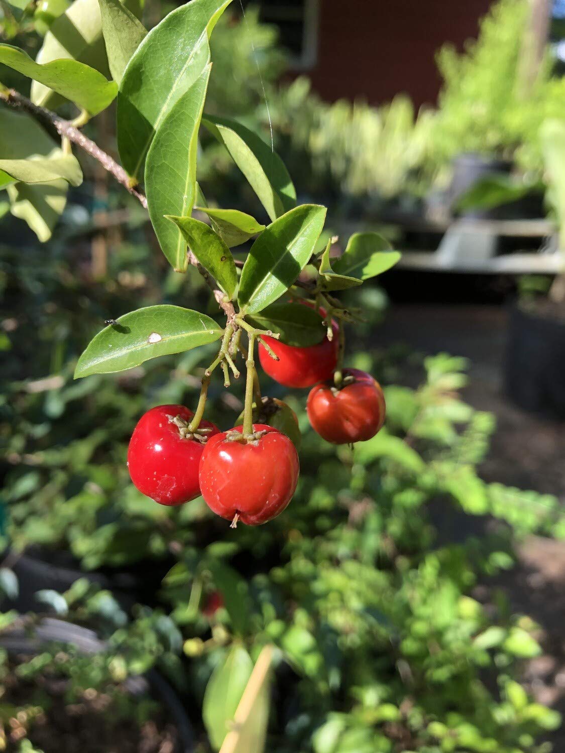 Barbados Cherry Tree (Malpighia Emarginata) - 5 Live Plants in 6 Inch Grower's Pots - Edible Fruit Bearing Tree for Patio, Garden & Landscaping - Perfect for Home Gardening, Organic Fruit Harvest & Tropical Backyard Decor