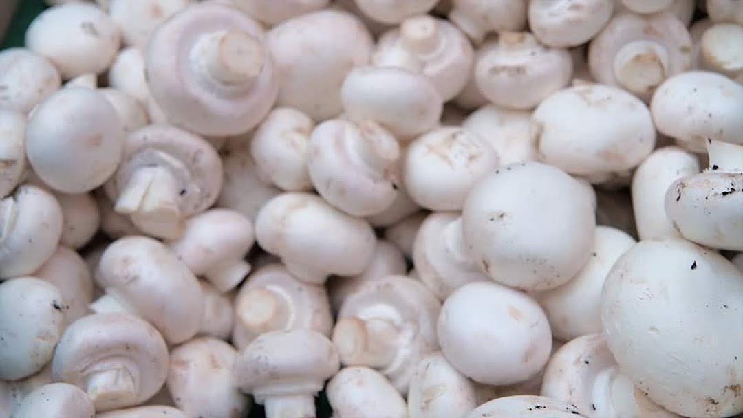 1 LB Premium White Button Mushroom Spawn Mycelium - Grow Gourmet & Medicinal Mushrooms at Home or Commercially - Ideal for Manure/Straw Compost - G1 & G2 Spawn - Perfect for Organic Farming, Urban Gardening & Mushroom Cultivation Kits