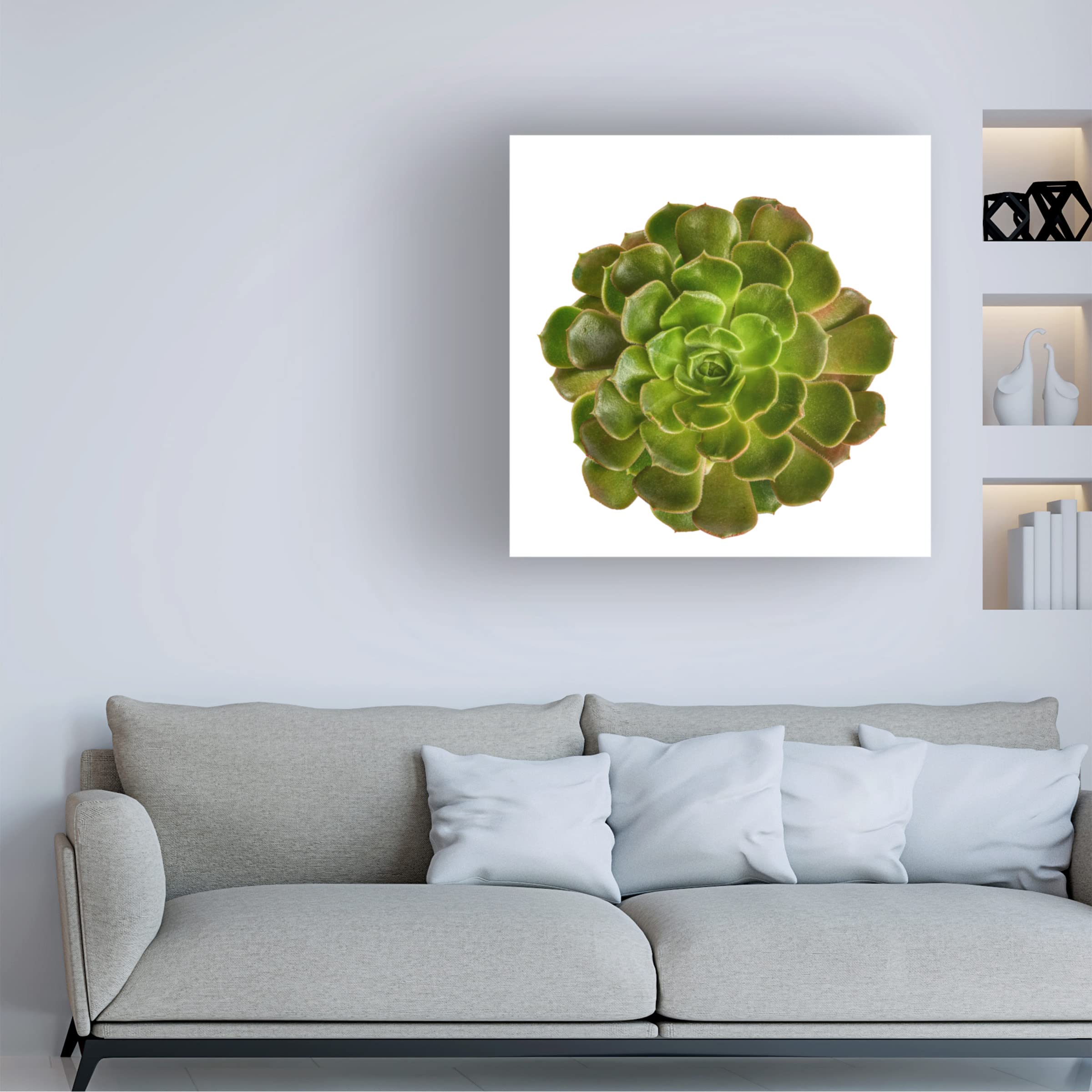 Trademark Fine Art 'Succulent Cut Out 04' Canvas Wall Art by Cora Niele - Modern Botanical Decor for Living Room, Bedroom & Office