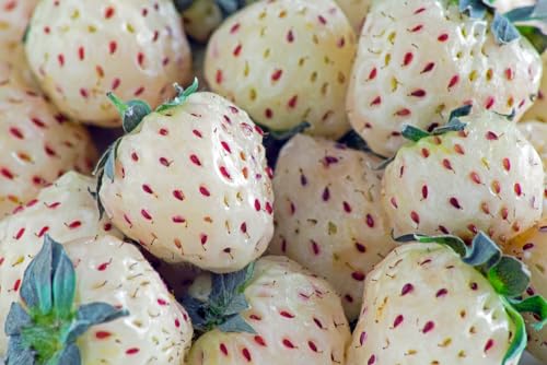 White Strawberry