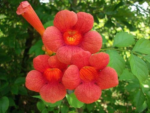 Trumpet Creeper Bare Root Plants (250 Pack) - Cow Vine, Foxglove Vine for Garden Landscaping, Fence Cover & Wildlife Attraction