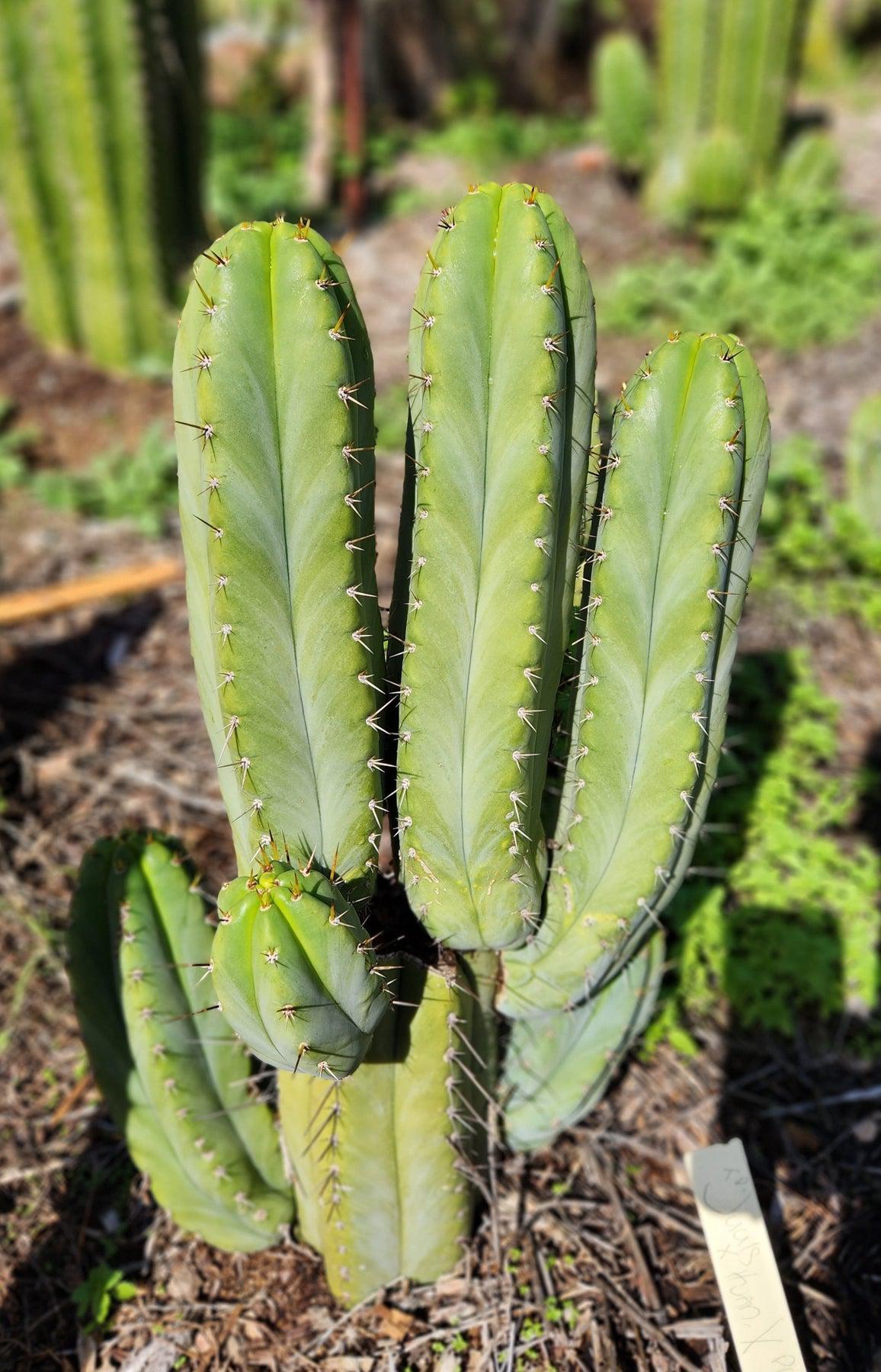EC128 Trichocereus Peruvianus Old Man Cactus Cutting & Potted Plant - Rare Ornamental Cactus for Home Decor, Garden Landscaping, and Desert Terrariums