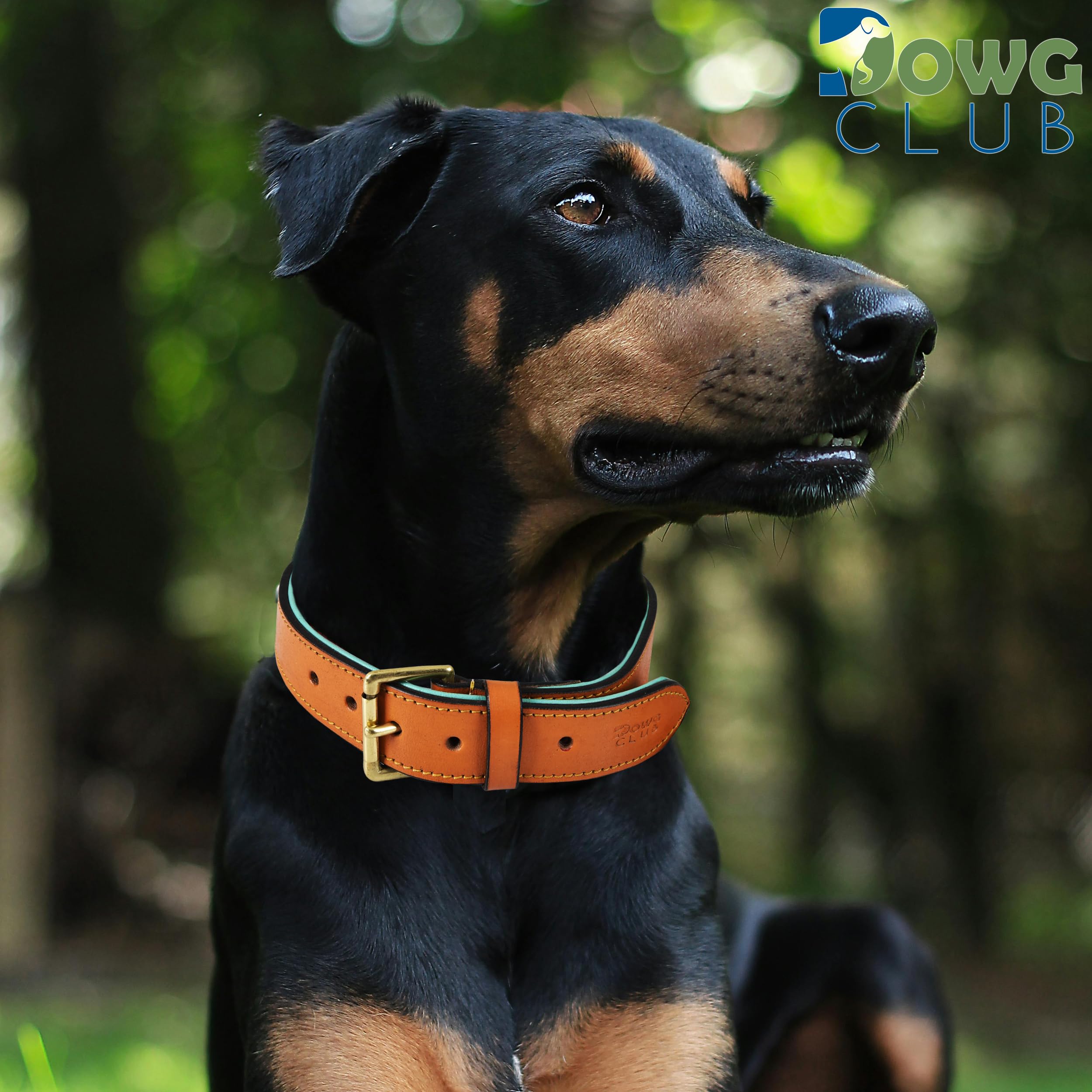 Premium Genuine Full Grain Leather Dog Collar for Medium Dogs - 1 Inch Wide, Heavy Duty with Soft Inner Padding, Comfortable & Durable - Tan (Fits 14.5