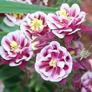 50 Double Winky Rose & White Columbine Aquilegia Vulgaris Flower Seeds - Perennial Garden Flowers for Borders, Rock Gardens & Cut Flower Arrangements