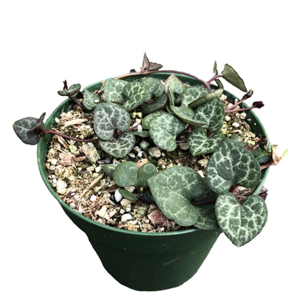 Live Succulent Plants - String of Hearts (Ceropegia Woodii) 4 Inch Pot, Non-Variegated Indoor Hanging Plant for Home & Office Decor