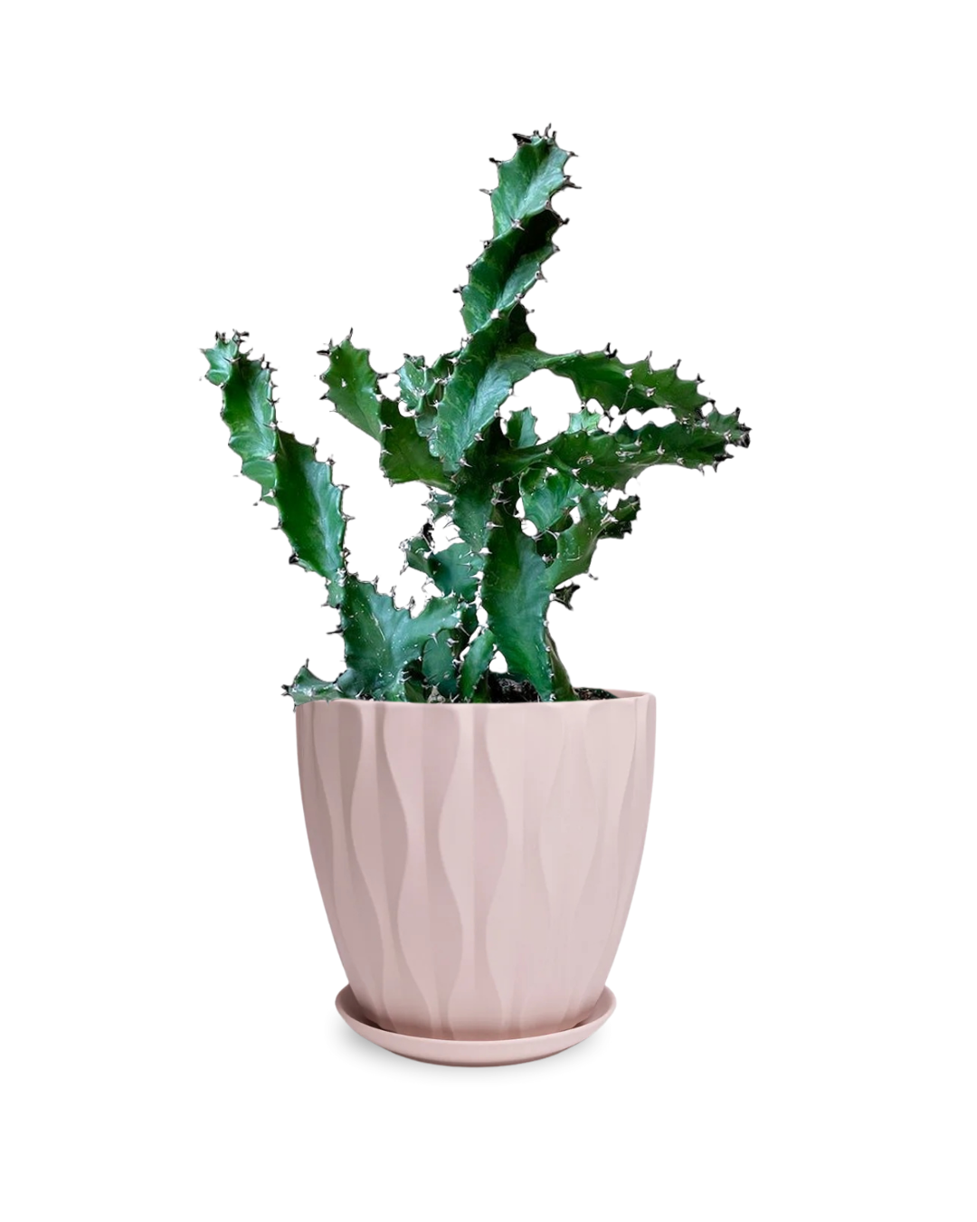 6 Inch Euphorbia Cactus Potted Plant - Low Maintenance Indoor Succulent for Home Decor, Office Desk & Gift Giving