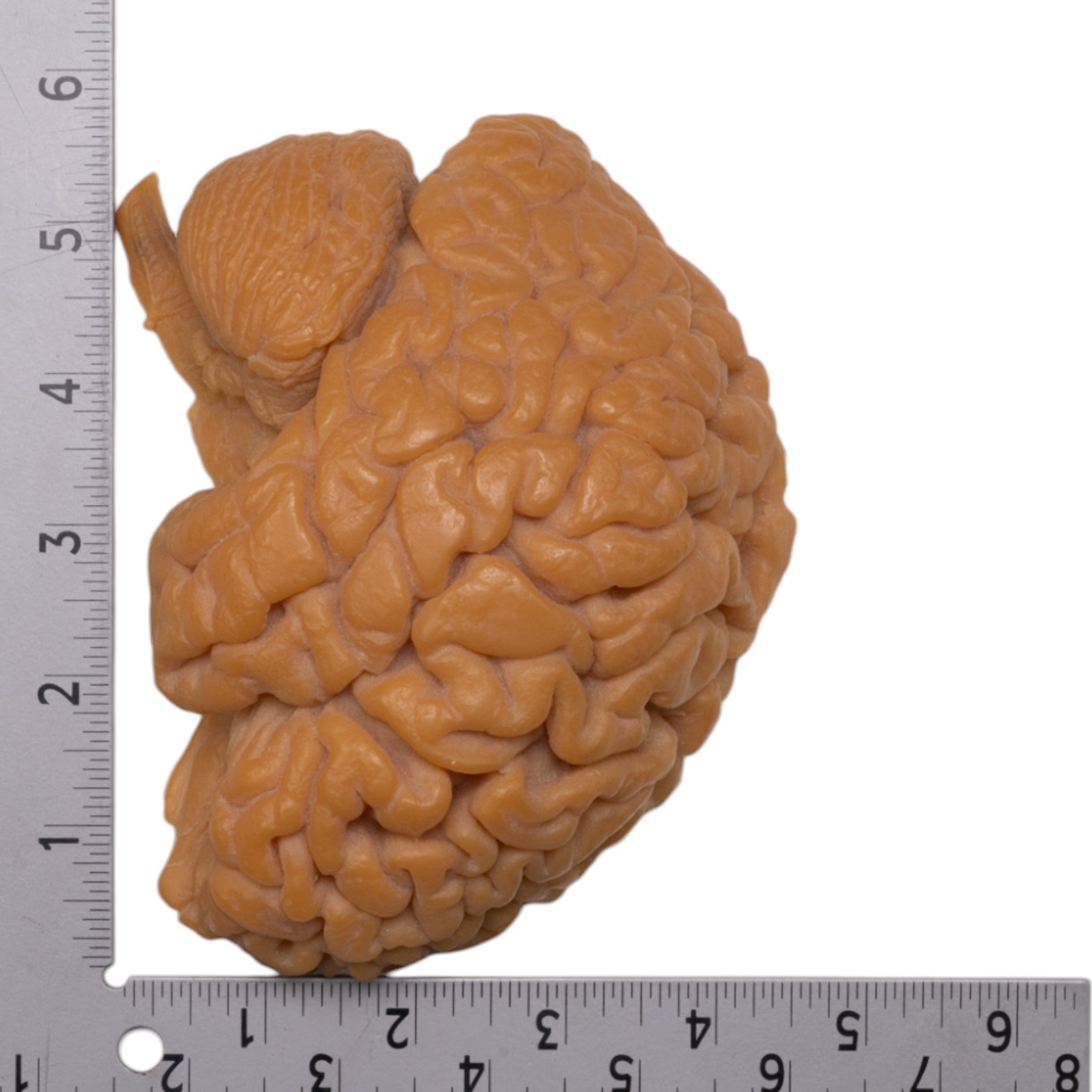 Premium Replica Human Half Brain Model - Anatomical Study Tool for Medical Students & Educators | Perfect for Classroom, Lab & Science Demonstrations