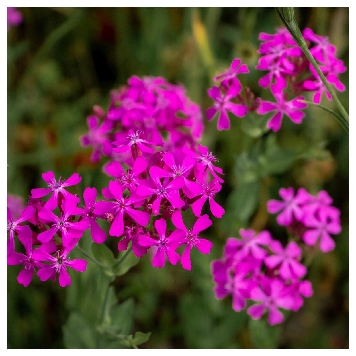 Everwilde Farms - 2000 Catchfly Wildflower Seeds (Silene armeria) - Non-GMO, Gold Vault Seed Packet for Pollinator Gardens, Borders & Cut Flower Arrangements