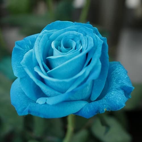 Qhaitang - Year-Round Blooming Perennial Rose Plant | Ready to Grow in Pots | Perfect Gardening Gift for Mother's Day, Valentine's & Home Decor