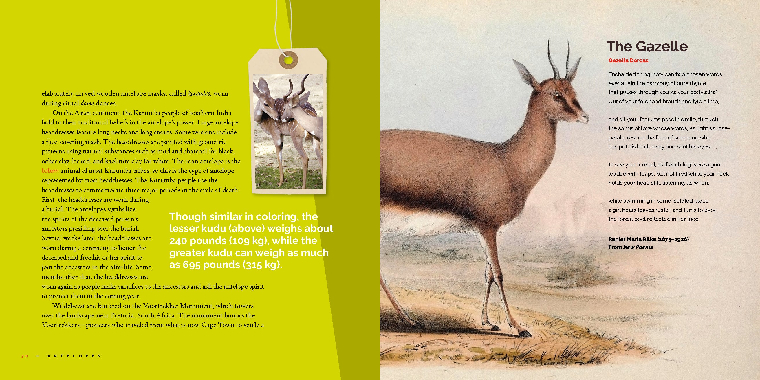 Antelopes - 9781640265943 | Wildlife Book for Nature Enthusiasts & Animal Lovers | Perfect for Research, Education & Wildlife Photography