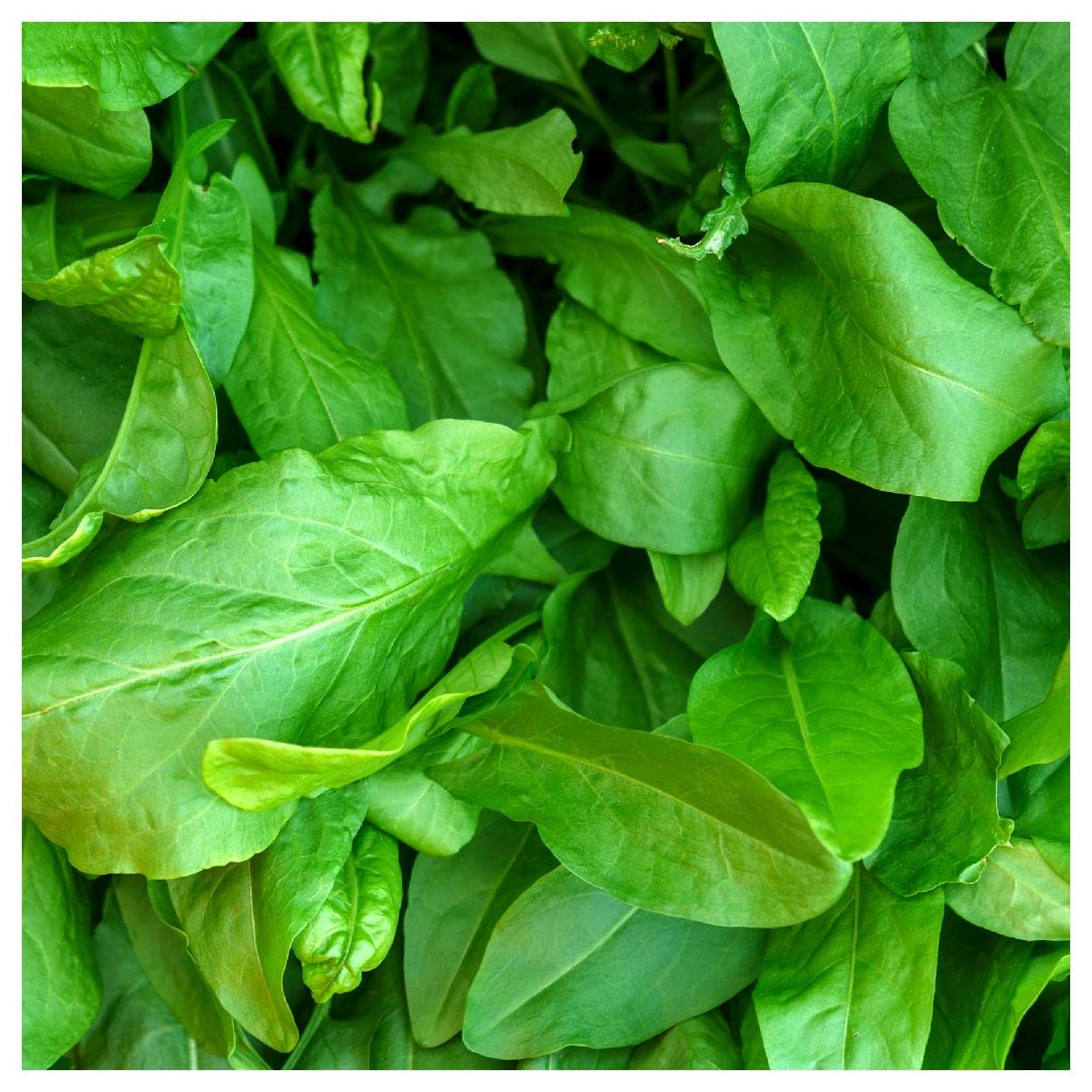 Everwilde Farms - 1000 Large Leaf Sorrel Herb Seeds - Non-GMO, Heirloom, Organic - Gold Vault Jumbo Seed Packet for Gardening, Cooking & Herbal Remedies