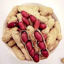 Elwyn 50 Red Peanut Plant Seeds for Home Gardening, Organic Farming & Sustainable Agriculture