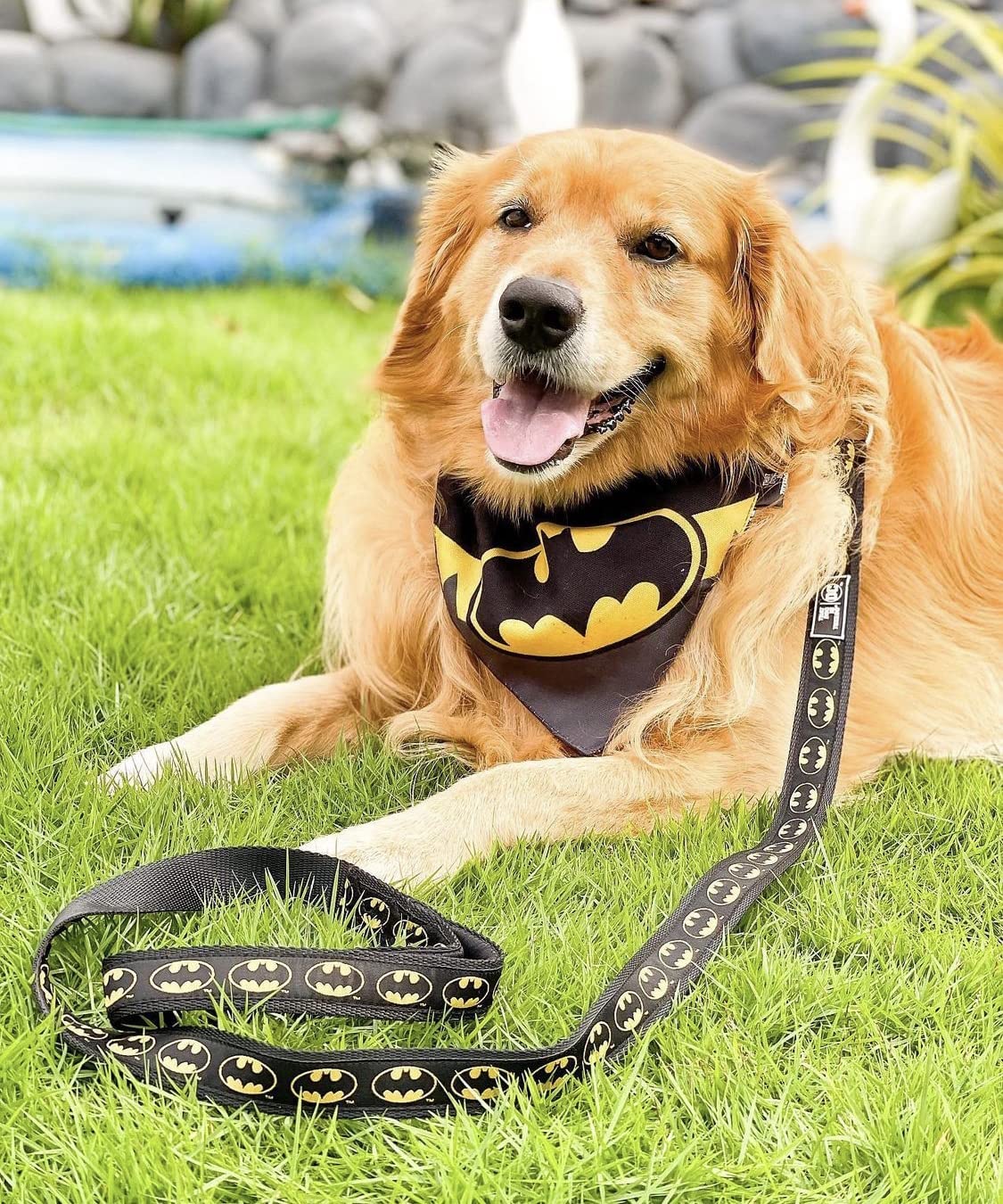 Official Licensed Batman Dog Bandana & Adjustable Collar Set - Size S for Small Dogs - Perfect for Pet Costumes, Halloween, and Superhero-Themed Parties